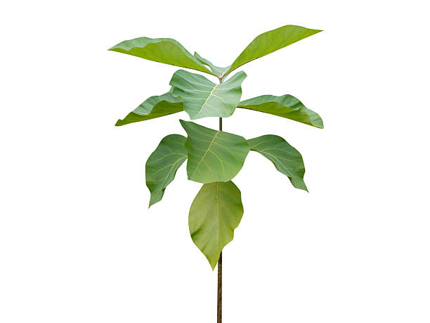 istock Tectona grandis or teak young plant 2237353839