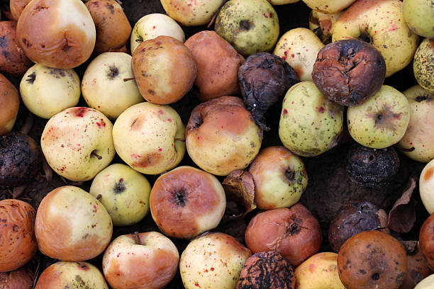 istock Fruit rot of apples damaged by moniliosis (Monilinia) 2237355693