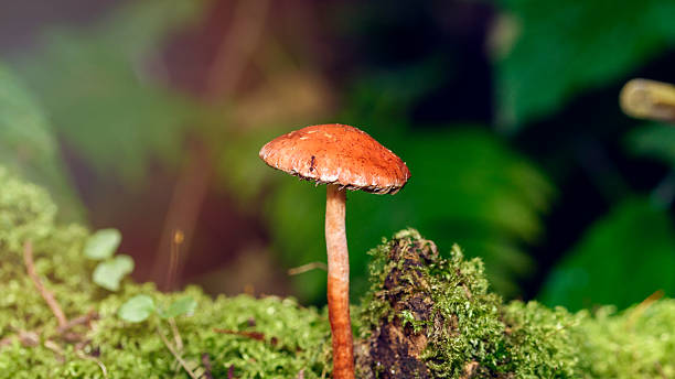 istock Macro photograph of a mushroom 2237356327