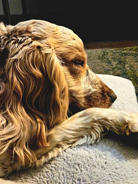 Cocker spaniel