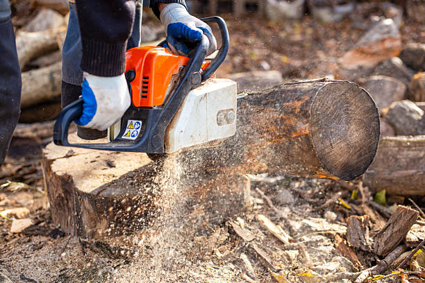 istock A man actively cuts a thick log with a chainsaw, raising a column of sawdust. Preparing for the heating season 2237360588