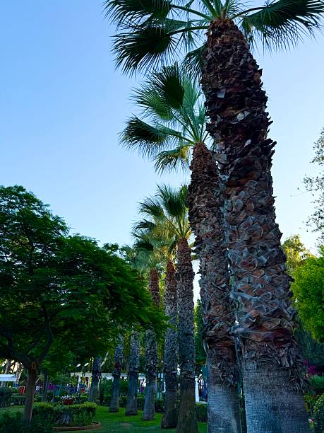 istock Tropical palm trees are planted in a neat line along pedestrian paths. Public park, Mediterranean, Cyprus. 2237361549