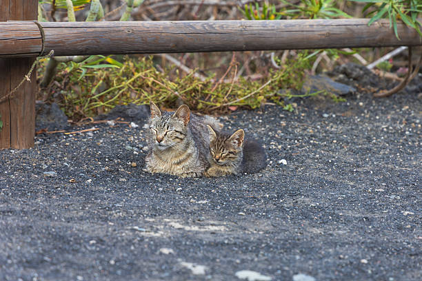 A small tabby kitten is resting on the road