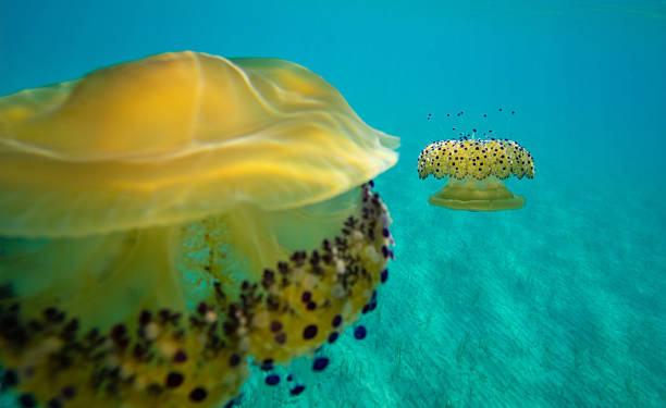 istock Colourful Jellyfish Swimming in Clear Blue Waters 2237364576
