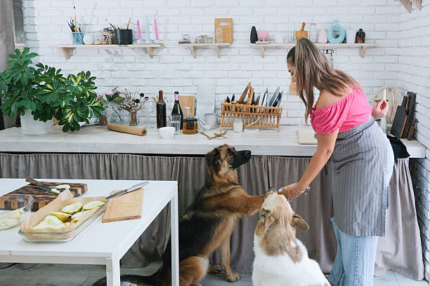 istock woman baking pears with ricotta and walnuts, and playing with dogs 2237364983