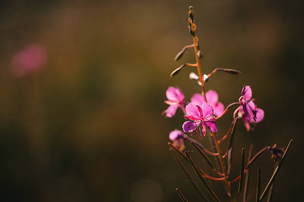 Flower Willowherb Sally bloom in the nature.