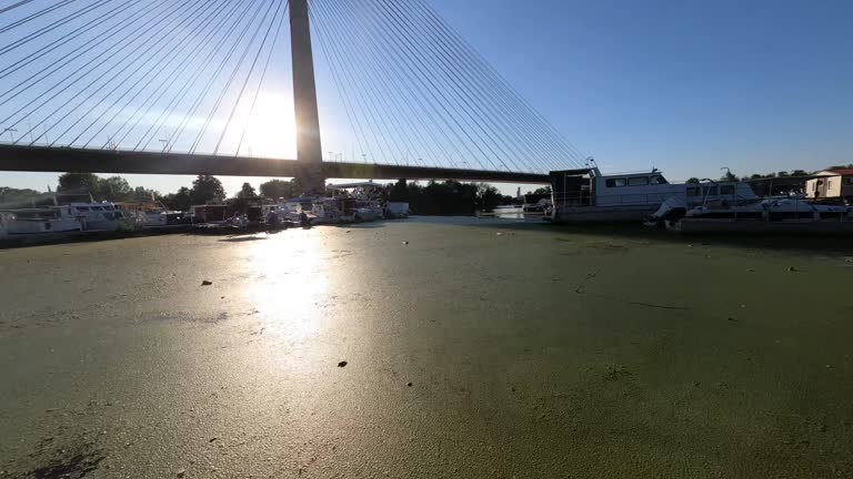 Morning Sun Reflecting on an Algae-Covered River with Moored Boats and a Cable-Stayed Bridge