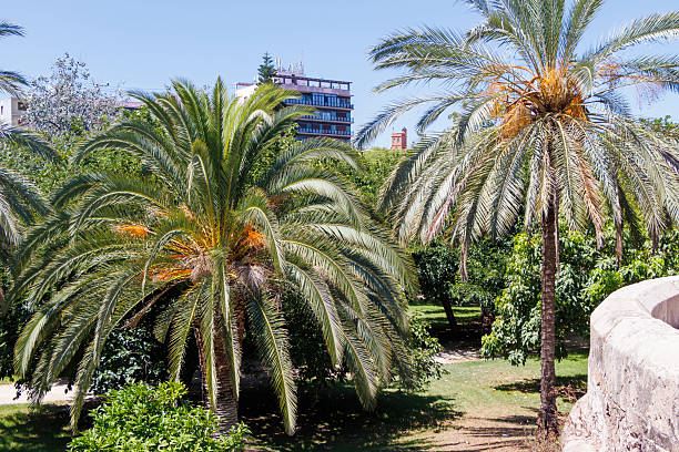 istock Impressive palm trees standing in a lush green park with a clear sky in the background. A modern building is visible, enhancing the urban landscape. 2237367104