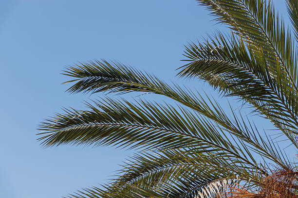 Green palm leaves swaying gently in a clear blue sky, creating a serene tropical atmosphere. Ideal for summer-themed designs or nature-related projects.