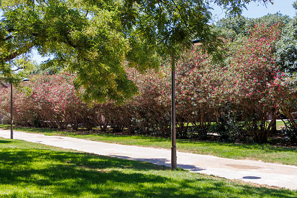 istock A sunny day in a tranquil park featuring a well-maintained walkway lined with vibrant flowering bushes and lush green grass, inviting relaxation and strolls. 2237368134