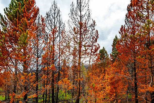 istock Rocky Mountain National Park 2237374669
