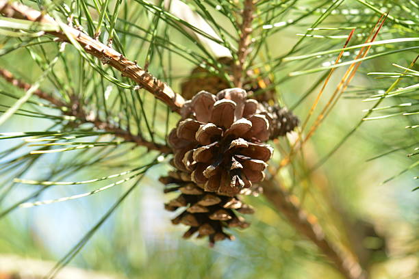 istock Pinus densiflora, the Korean red pine 2237375576