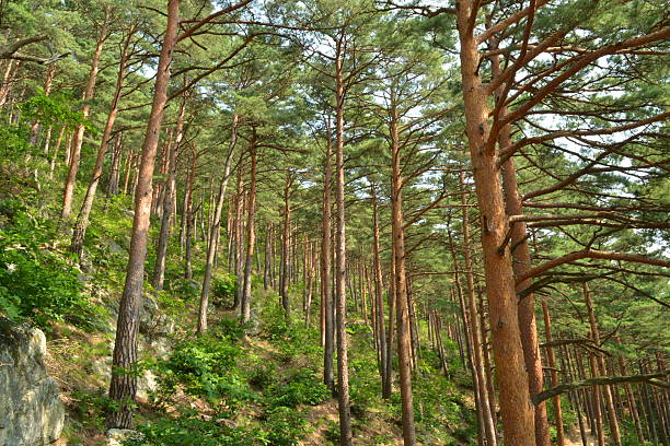 Pinus densiflora, the Korean red pine, is a native evergreen conifer of Korea and Japan with paired needles and reddish bark, common across Korean mountains. Photographed in Korea.