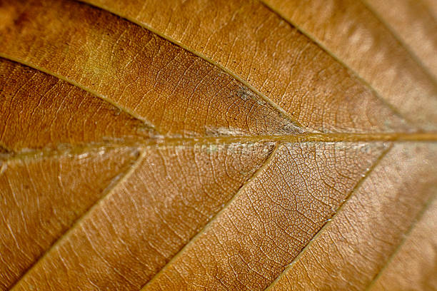 Close-up photograph of a dried beech leaf (Fagus sylvatica), emphasizing the detailed vein pattern and natural texture in soft brown tones.