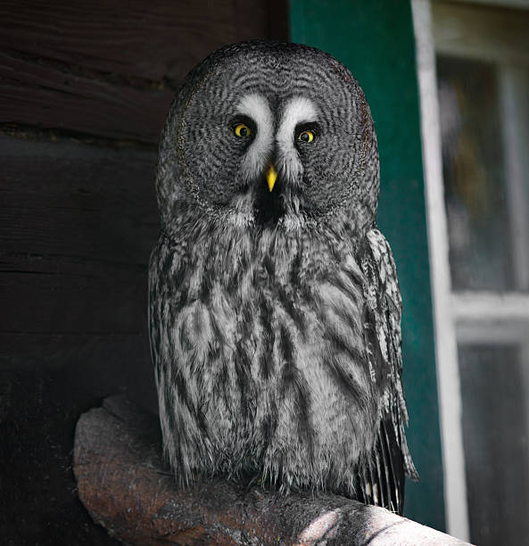 Great Grey Owl sitting by a window near a house