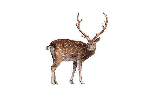 istock male European fallow deer isolated on a white background 2237383814