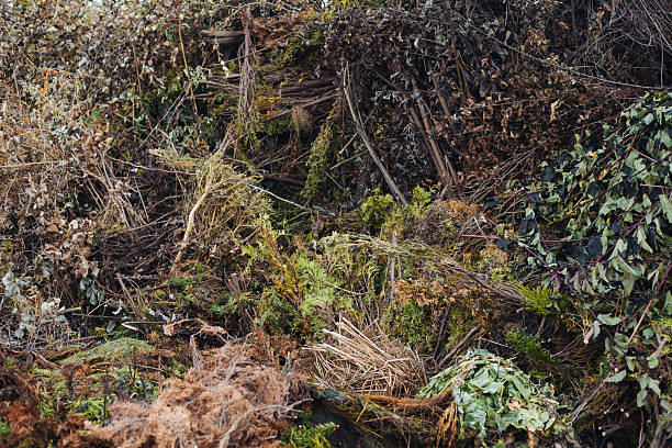 istock Nature backdrop with dry plants, fallen leaves and small branches 2237386060
