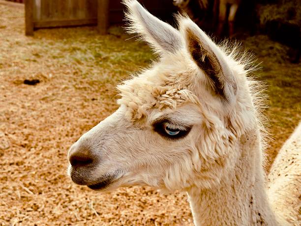 istock Nature and Wildlife in Napa Valley 2237386490
