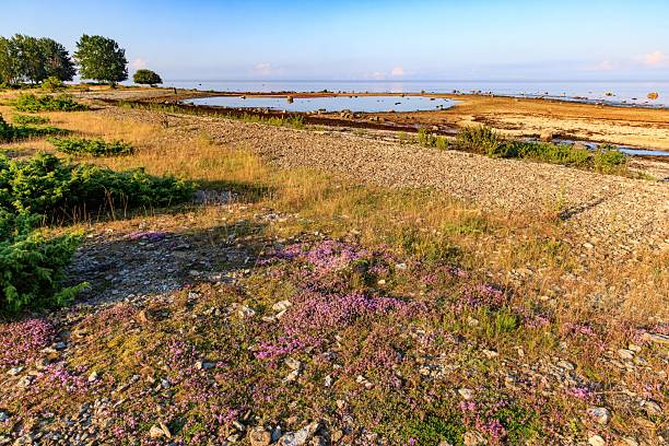 Scenic coastal landscape with vibrant wildflowers and a serene blue sky, showcasing natural beauty and tranquility.