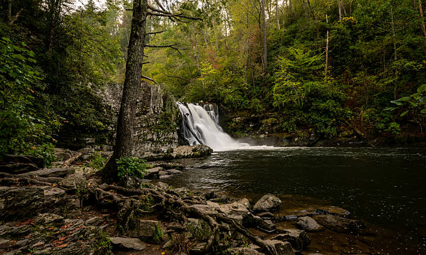 istock Wide View Of Trees And Roots Surrounding Pool Below Abrams Falls 2237391393
