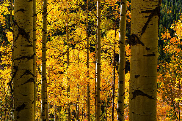 Fall aspens on a hike around the mountain town of Beaver Creek, Colorado