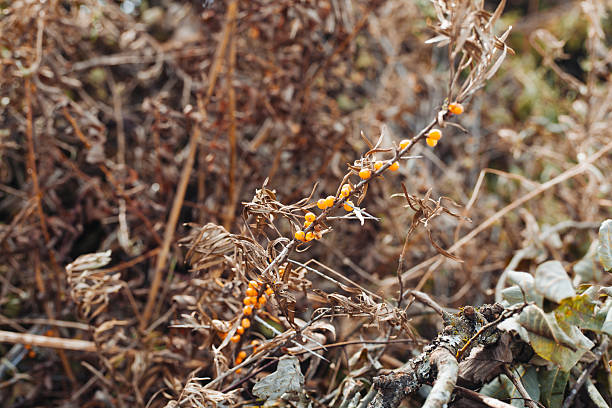 Background texture of dried sea buckthorn branches on dried grass and leaves