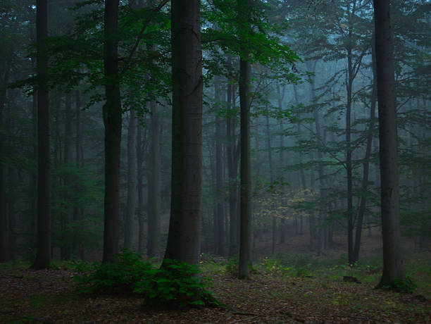 Mysterious green foggy forest during autumn day with trees, branches, tree trunks, green leaves. Mystique  relaxing  nature, creepy gloomy mood. Czech republic, Europe.