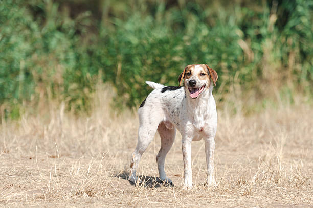 istock Rescued dog on the meadow 2237394639