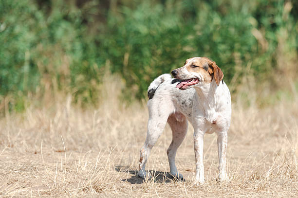 istock Rescued dog on the meadow 2237394720