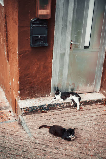istock Cats lounging by a door 2237396747