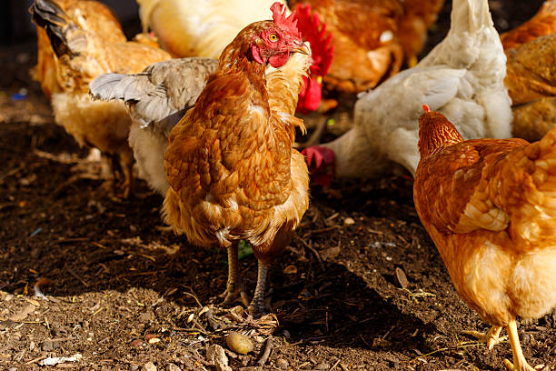 istock Brown and White Chickens on Soil 2237398001