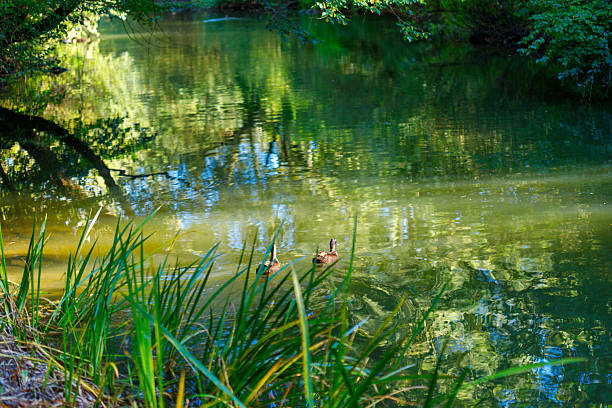 Two ducks swim in a tranquil, sun-dappled pond framed by lush green reeds and reflected trees.