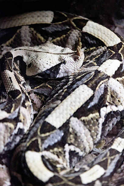 istock A rattlesnake is laying on the sand, with its head facing the camera. 2237398563