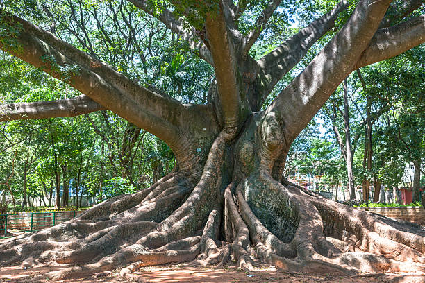istock Lal Bagh Botanical Garden in Bengaluru, Karnataka, India 2237399156