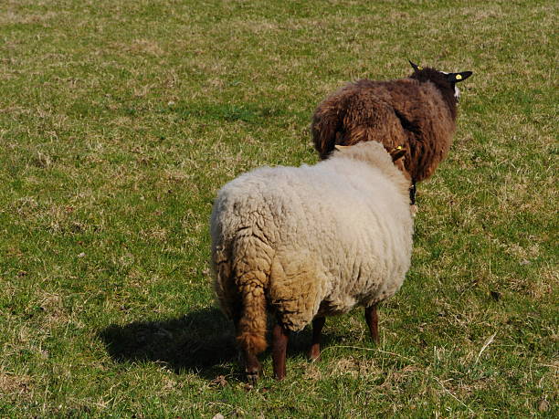 Hand petting sheep with ear tag on a farm pasture under cloudy sky