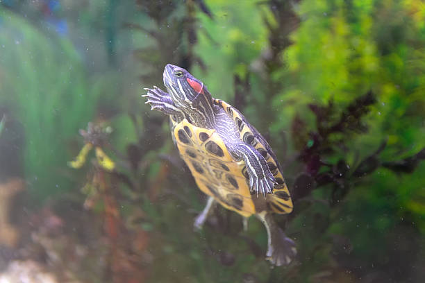 istock The freshwater trachemys scripta is swimming in the home aquarium 2237400351