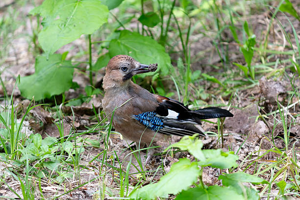Ghiandaia cucciolo