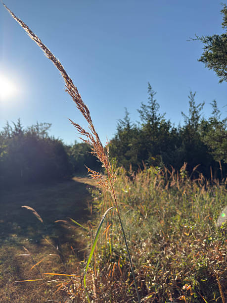 istock A single blade of grass against blue sky with the sun shining 2237400800