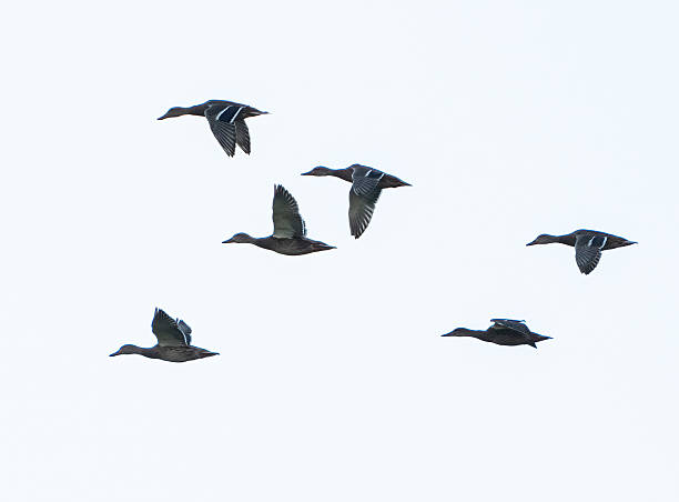Flock of green-headed ducks in flight. Mallard duck.