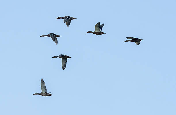 istock Flock of green-headed ducks in flight. Mallard duck. 2237402616