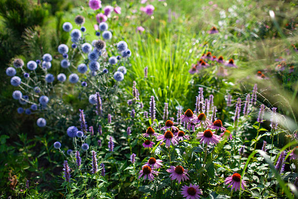 istock Blue echinops blooming by echinacea and agastache in summer garden. Globe thistle flowers by pennisetum ornamental grass 2237404738