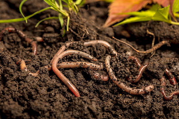istock Earthworms in the soil 2237405239