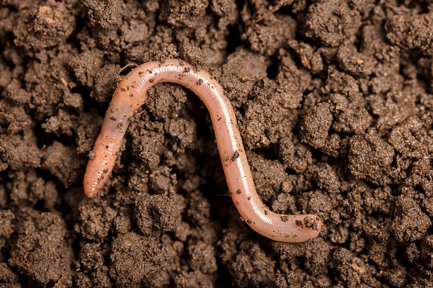 Close-up of an earthworm in the soil.