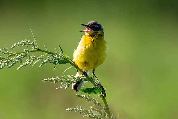 istock Yellow Wagtail Bird Sitting On Branch 2237405808