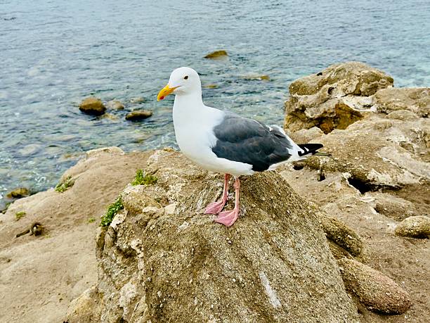 Seabirds on coastal rocks near the ocean along California 17-Mile Drive