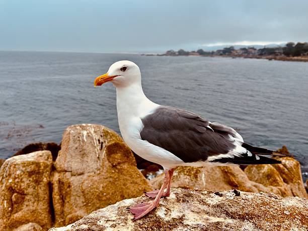 istock Wildlife near Monterey Beach California. 2237406516