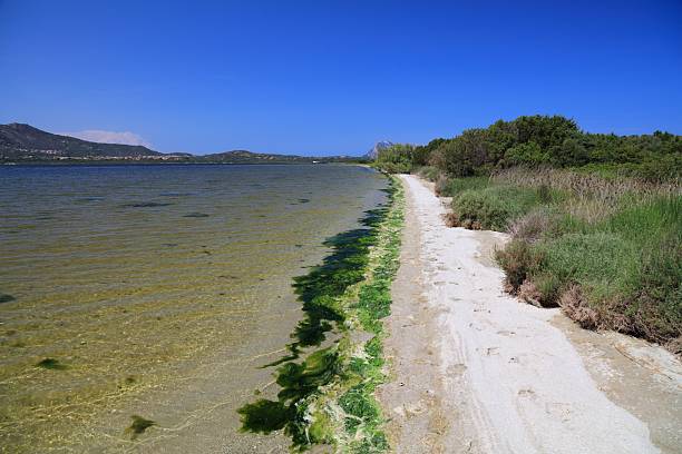 San Teodoro Lagoon (Stagno di San Teodoro) in Sardinia island, Italy. Popular birdwatching area.