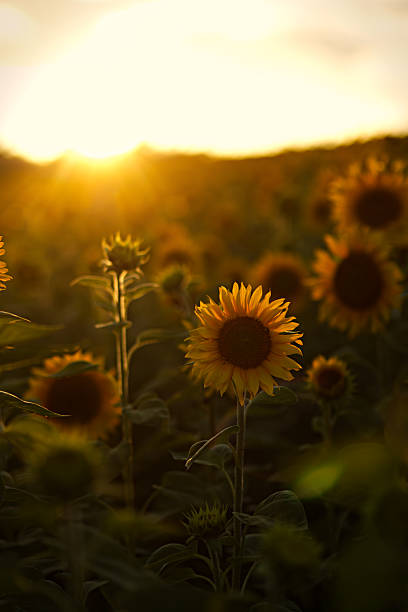 istock Sunflowers in a field, bathed in warm sunlight at sunset with a sky 2237406740