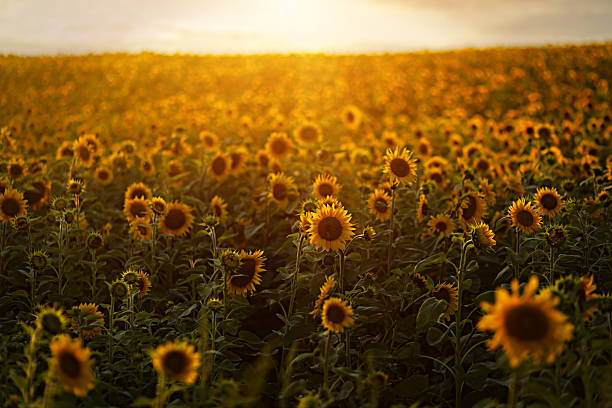 istock Sunflowers in a field, bathed in warm sunlight at sunset with a sky 2237406747