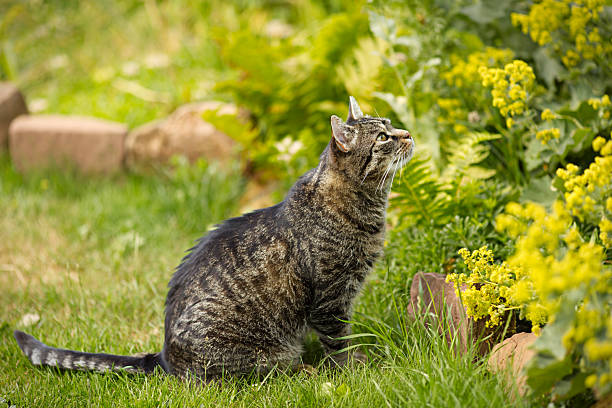 Cute tabby european short hair cat hunts in a summer garden
